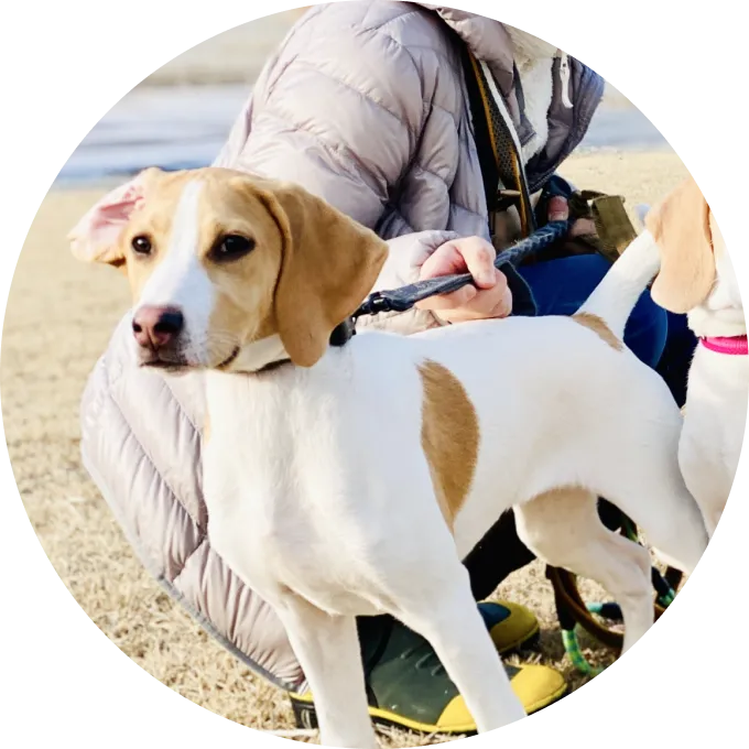 保護犬活動の様子